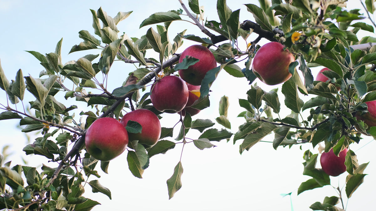 紅玉10キロ【予約販売/9月下旬以降発送予定】 – 山とりんご