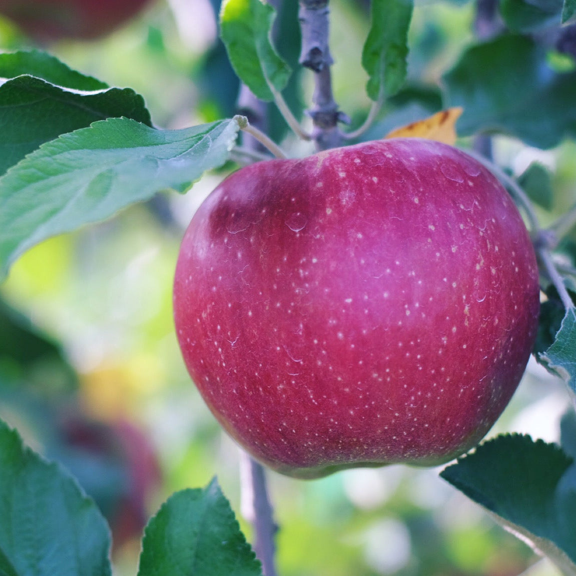 専用10キロ、りんご10キロ りんご-10キロ – ブラベリーファーム