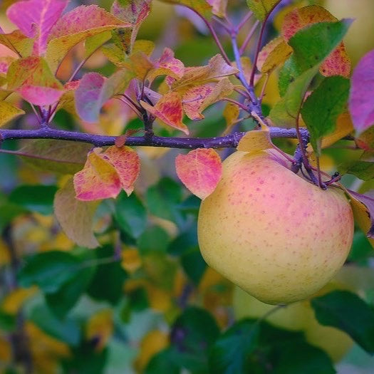 ぐんま名月 10kg【予約販売/11月中旬頃発送予定】 – 山とりんご